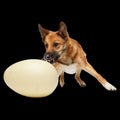 Dinosaur Egg