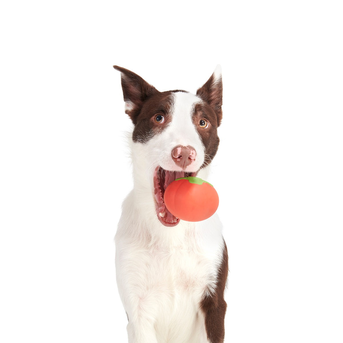 Tomato Tomutto Super Chewer Durable Fetch Dog Toy
