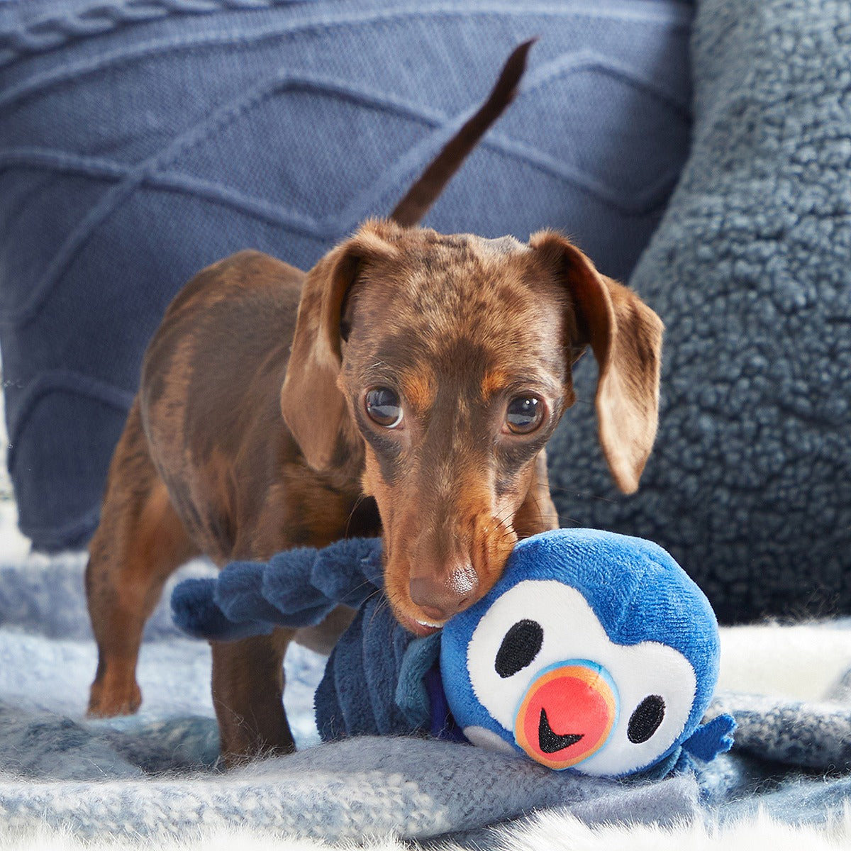 Puffer Puffin Plush Multi-Part + Enrichment Dog Toy
