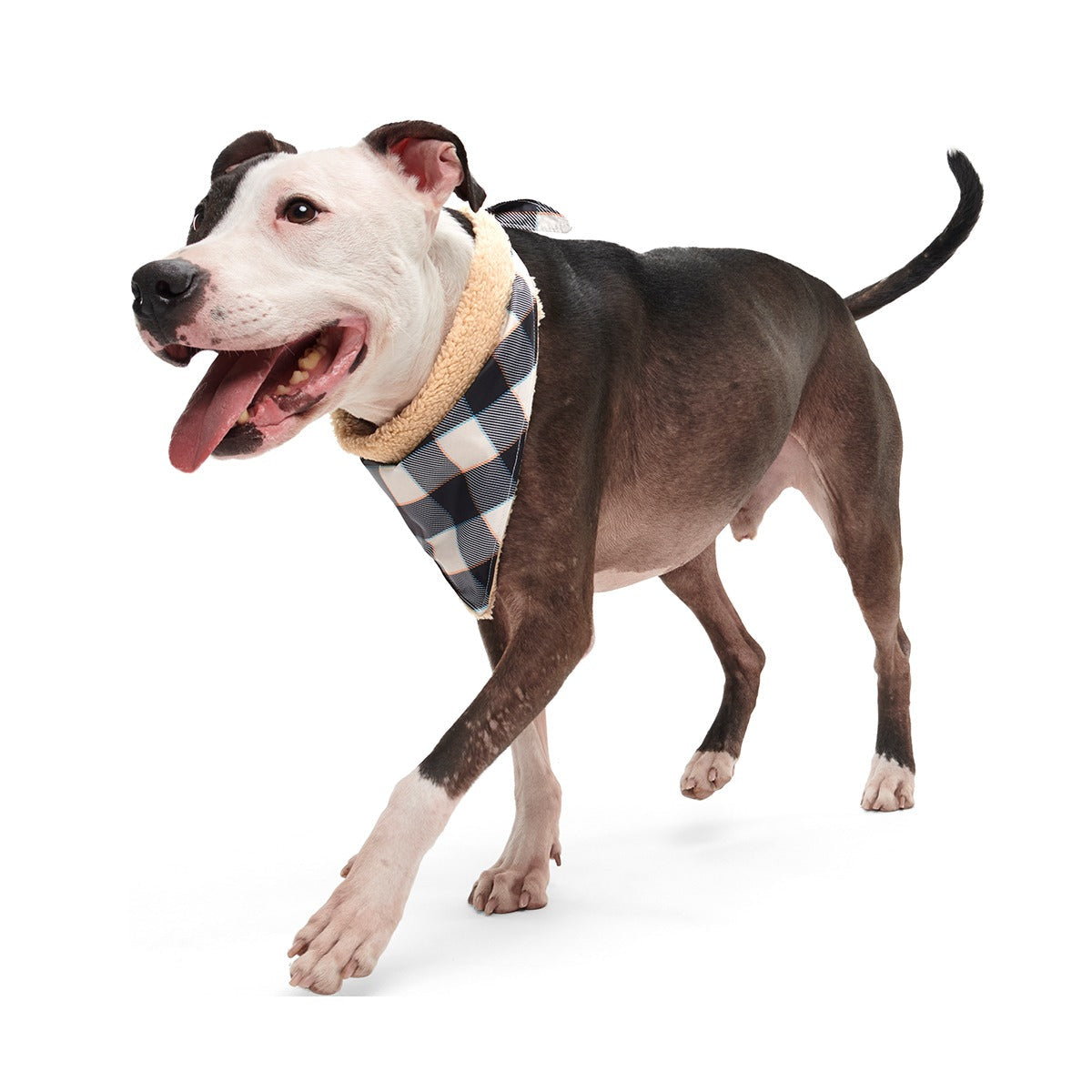 Plaid To The Bone Dog Bandana