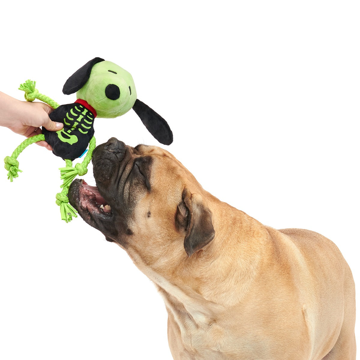 Rattling Bones Beagle Plush Extra-Large + Tug Dog Toy