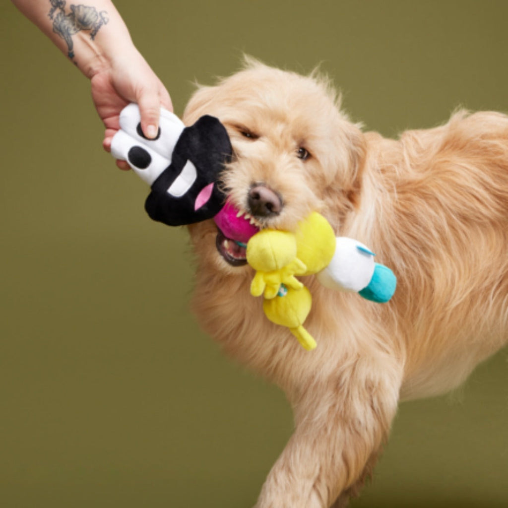 Mr. DNA Plush Tug Dog Toy