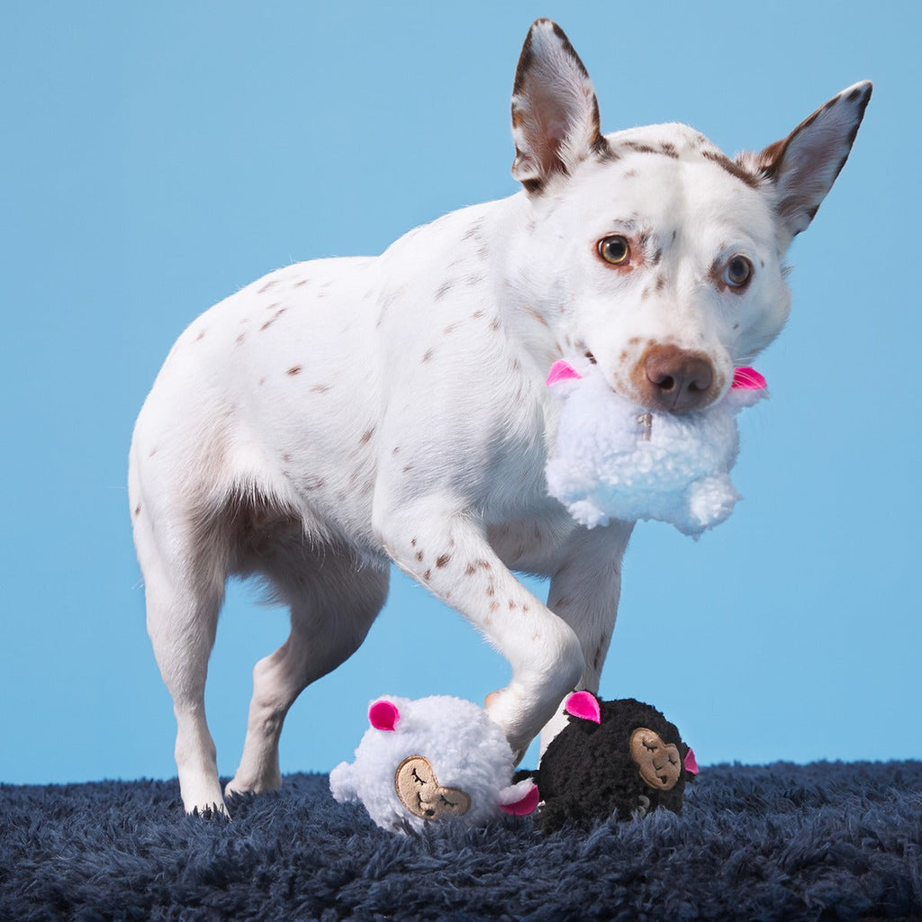 Baa Baa Bark Sheep Plush Multi-Part + Fetch Dog Toy