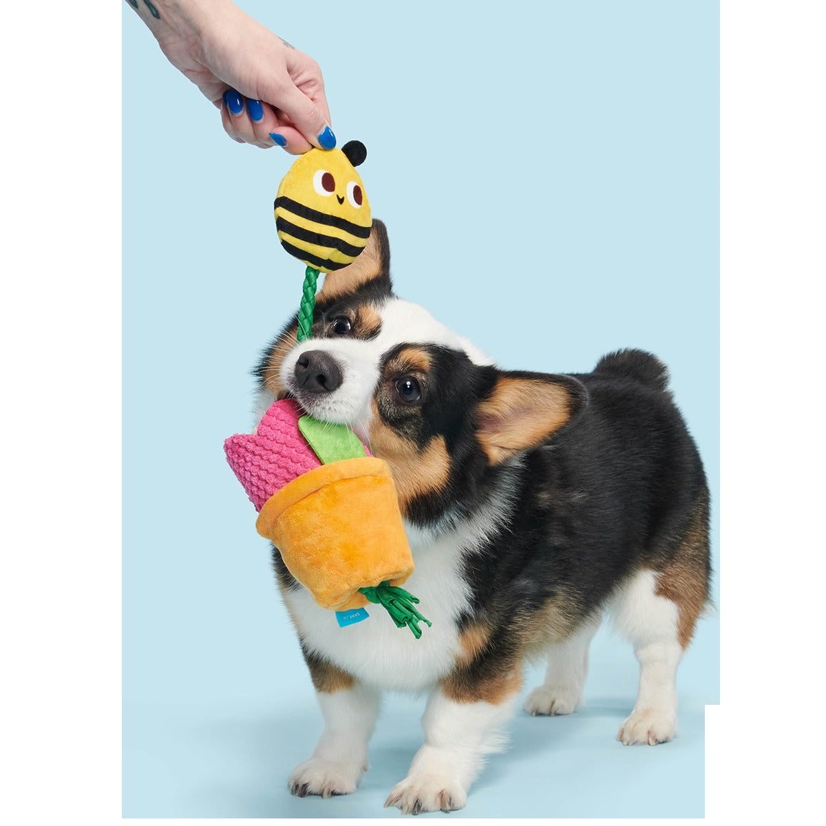 Pollen Nate Plush Tug + Fetch Dog Toy