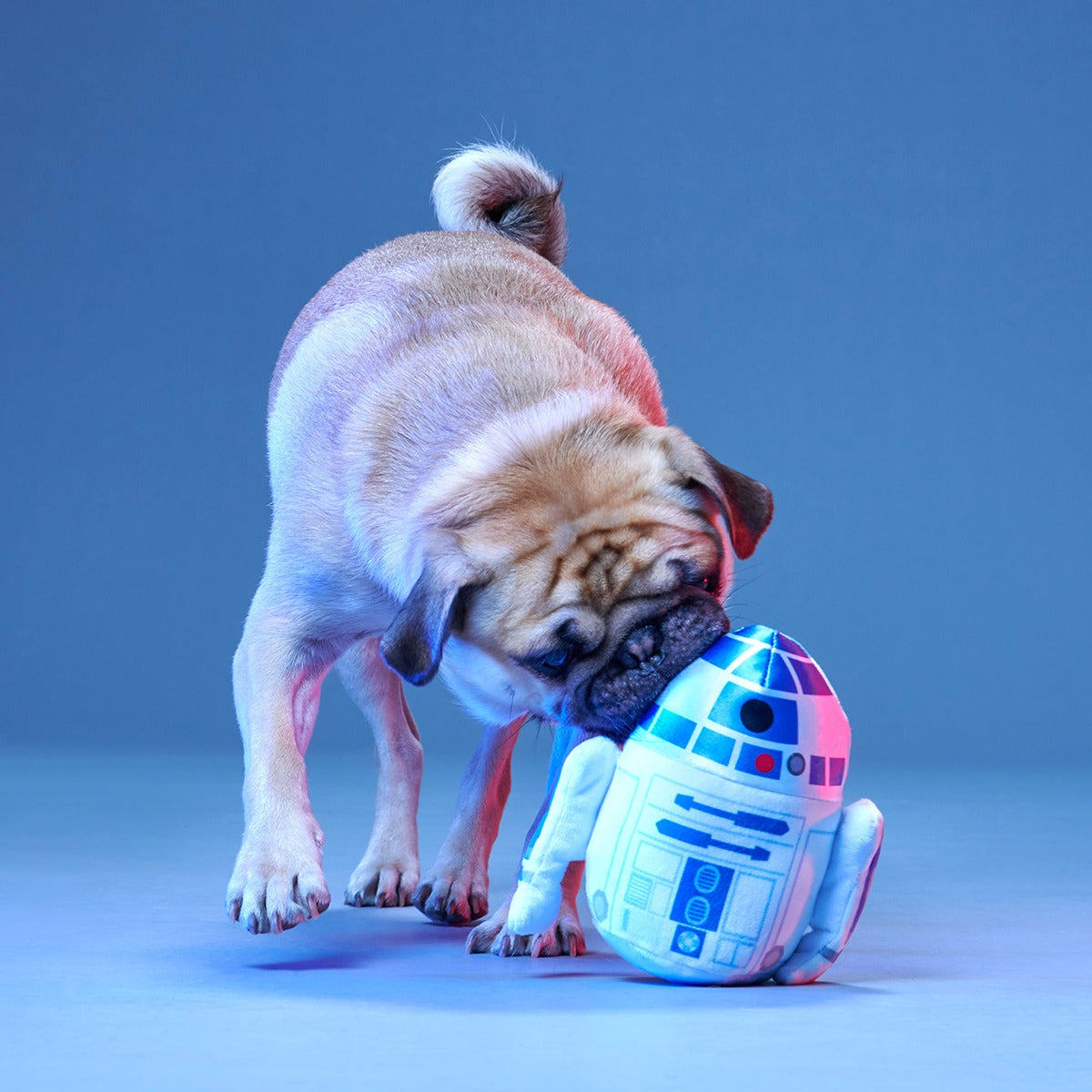 The Droid You're Looking For Plush 2-in-1 + Fetch Dog Toy