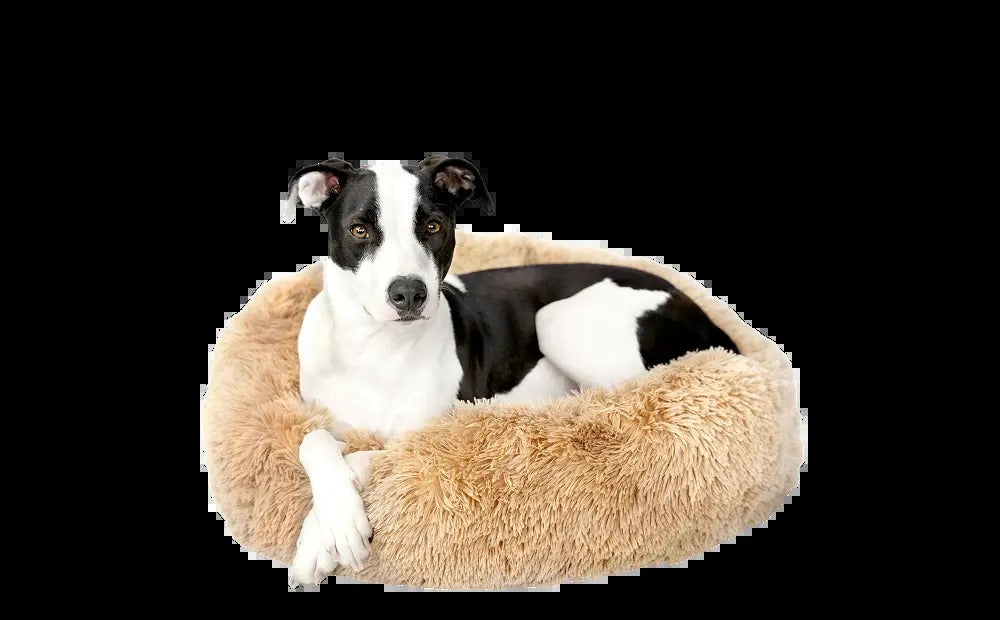 Dog Bed