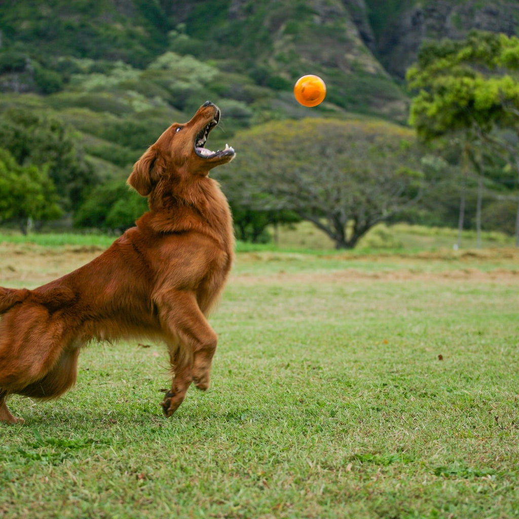 It's In My DNA Durable Super Chewer Fetch Dog Toy