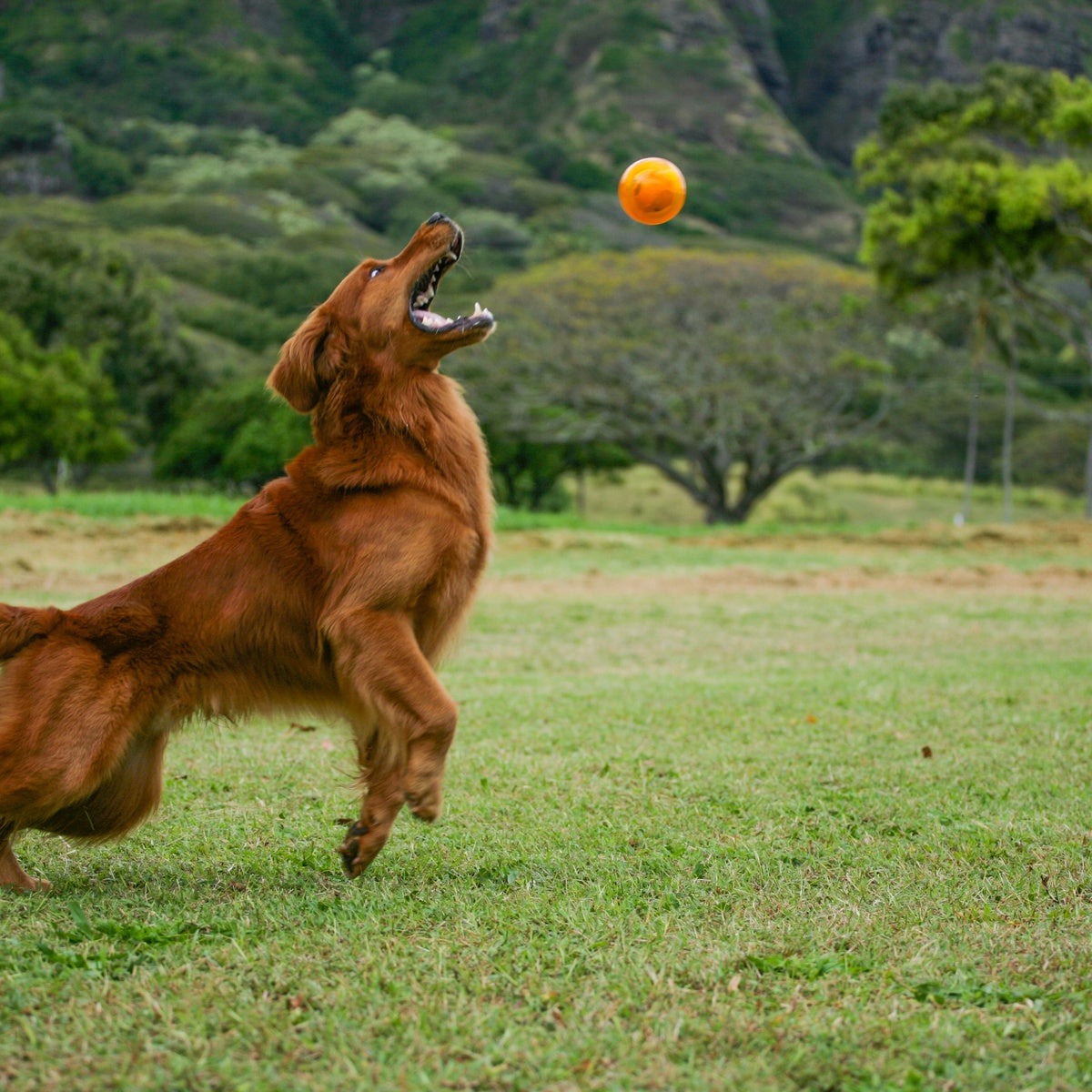 It's In My DNA Durable Super Chewer Fetch Dog Toy