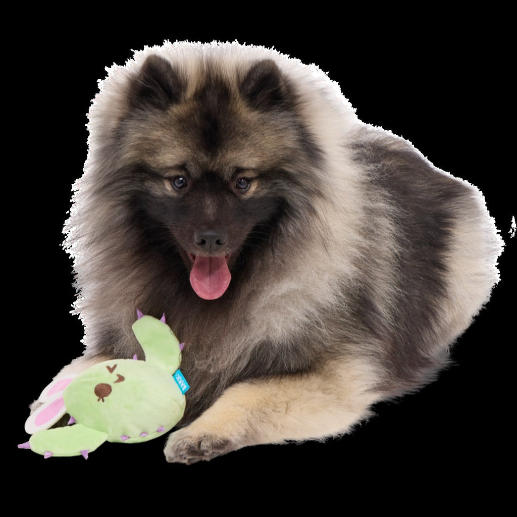 Consuela the Hoppy Cactus Plush 2-in-1 + Tug Dog Toy
