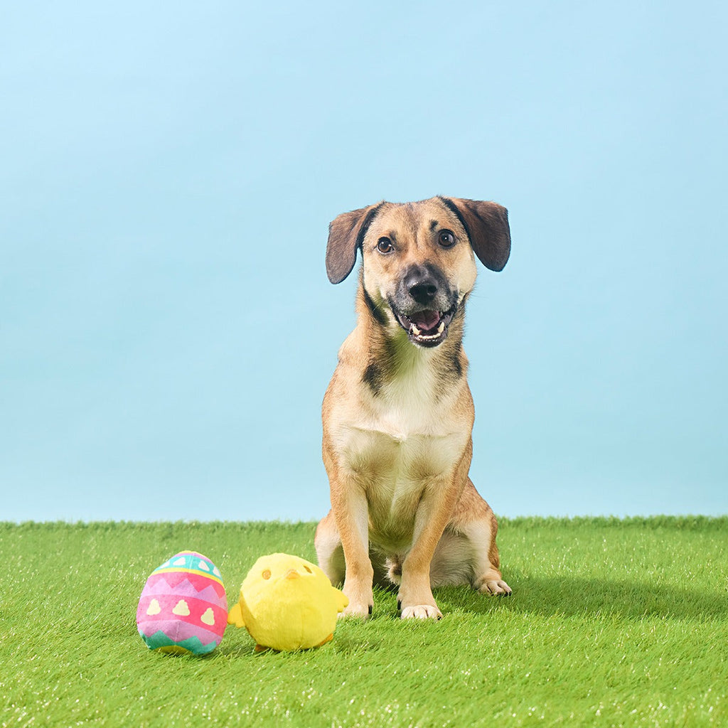 Chickie Poo Plush Multi-Part + Fetch Dog Toy