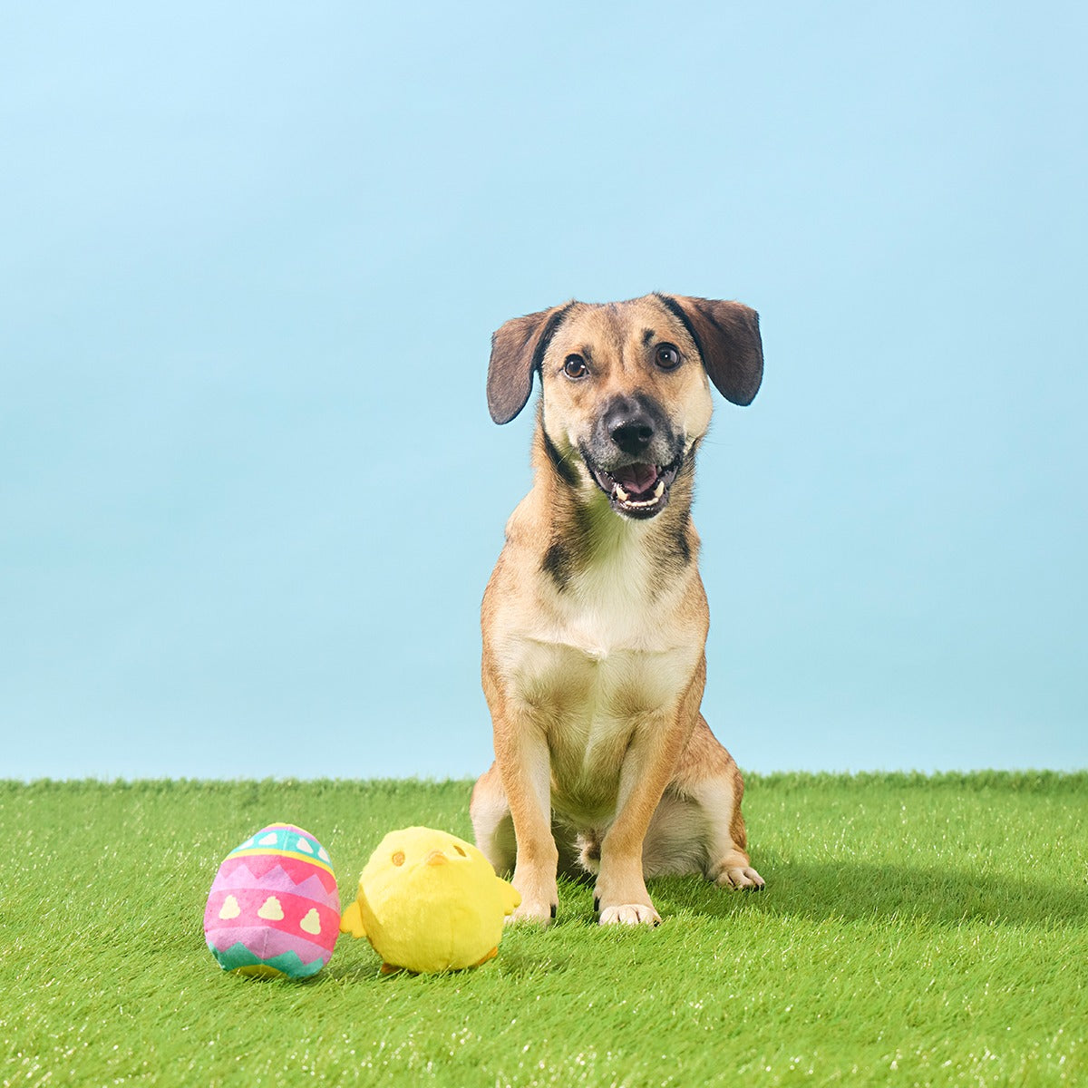 Chickie Poo Plush Multi-Part + Fetch Dog Toy