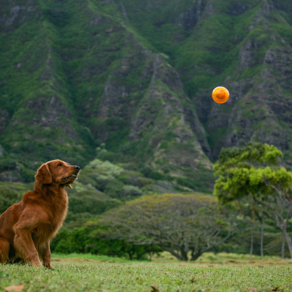 It's In My DNA Durable Super Chewer Fetch Dog Toy