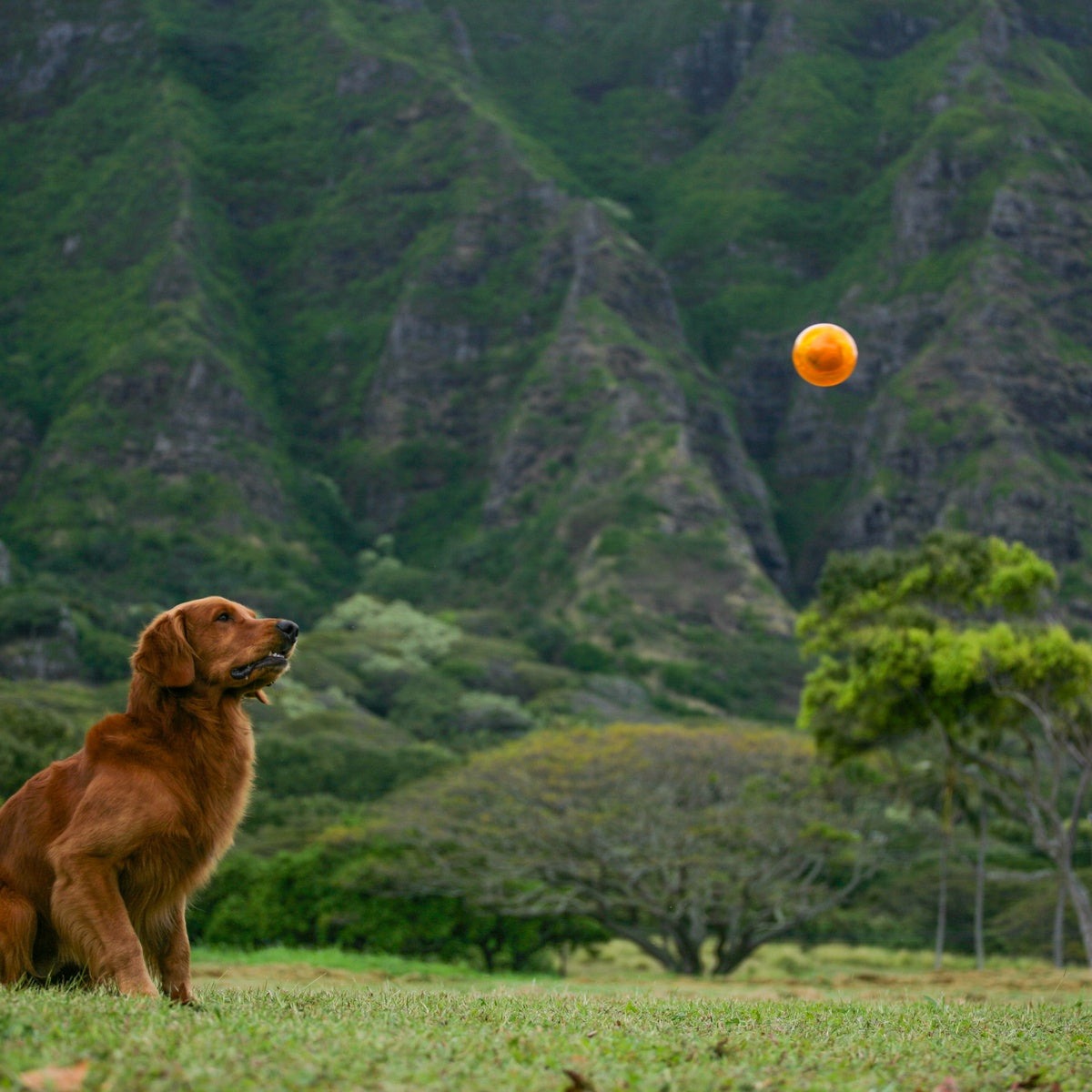 It's In My DNA Durable Super Chewer Fetch Dog Toy