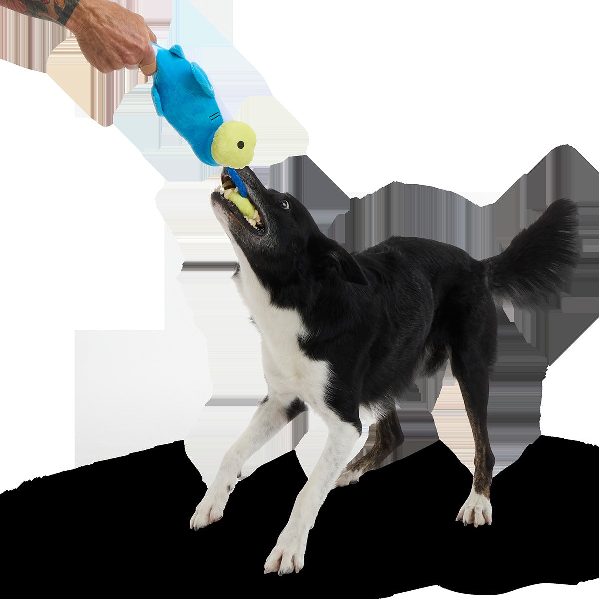 Hammerin' Hank the Shark Plush Tug Dog Toy