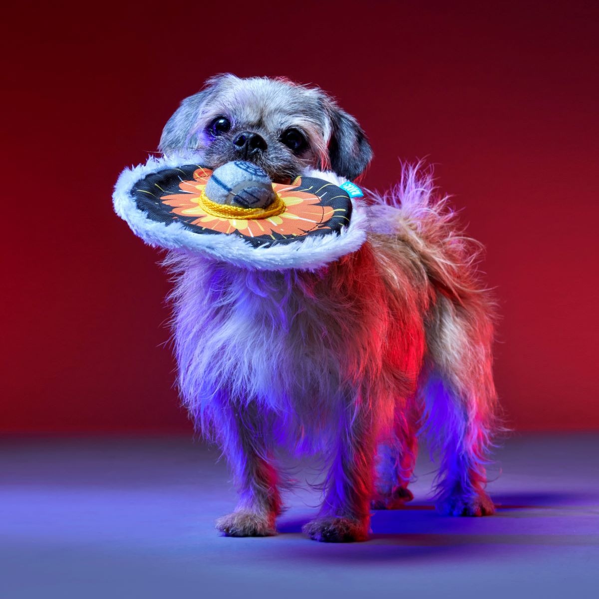 That's No Moon Plush Multi-Part + Tug + Fetch Dog Toy