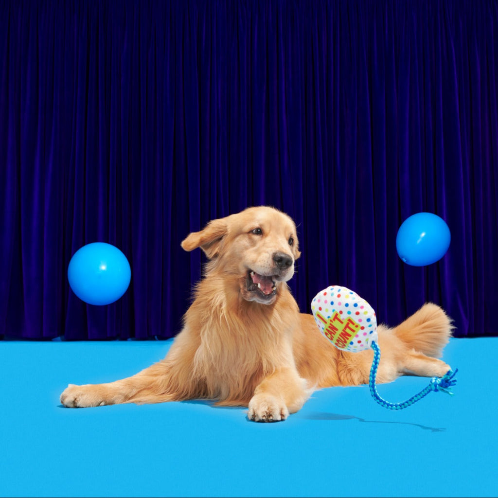 Yappy Birthday Balloon Plush Tug Dog Toy