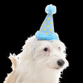Party Hat Plush Wearable Dog Toy