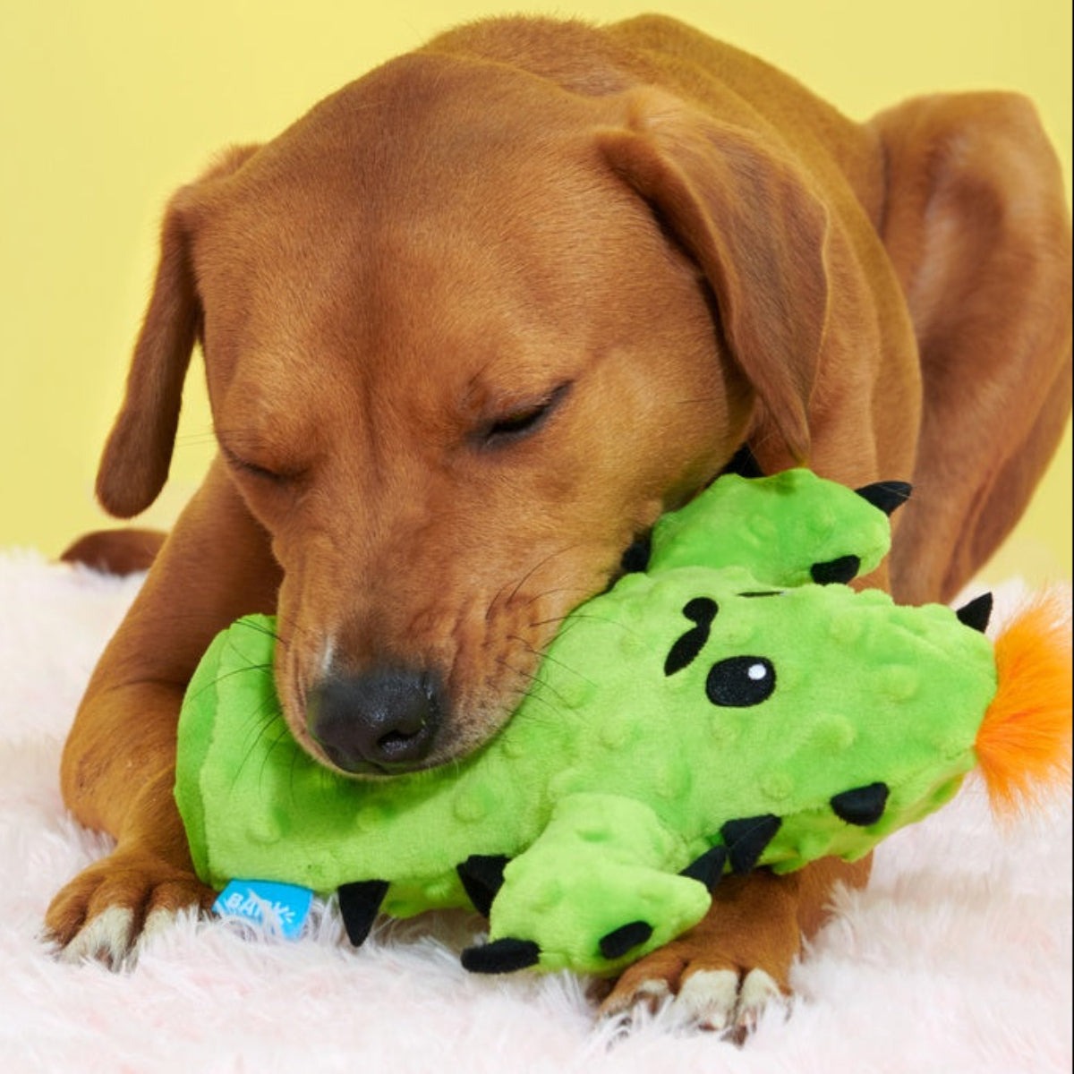 Prickly Pete Plush 2-in-1 Tug Dog Toy