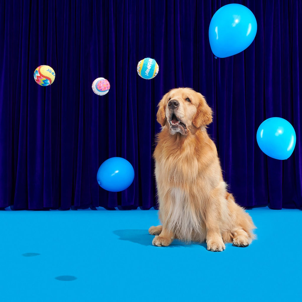 Party Fetchers Plush Multi-Part Fetch Dog Toy