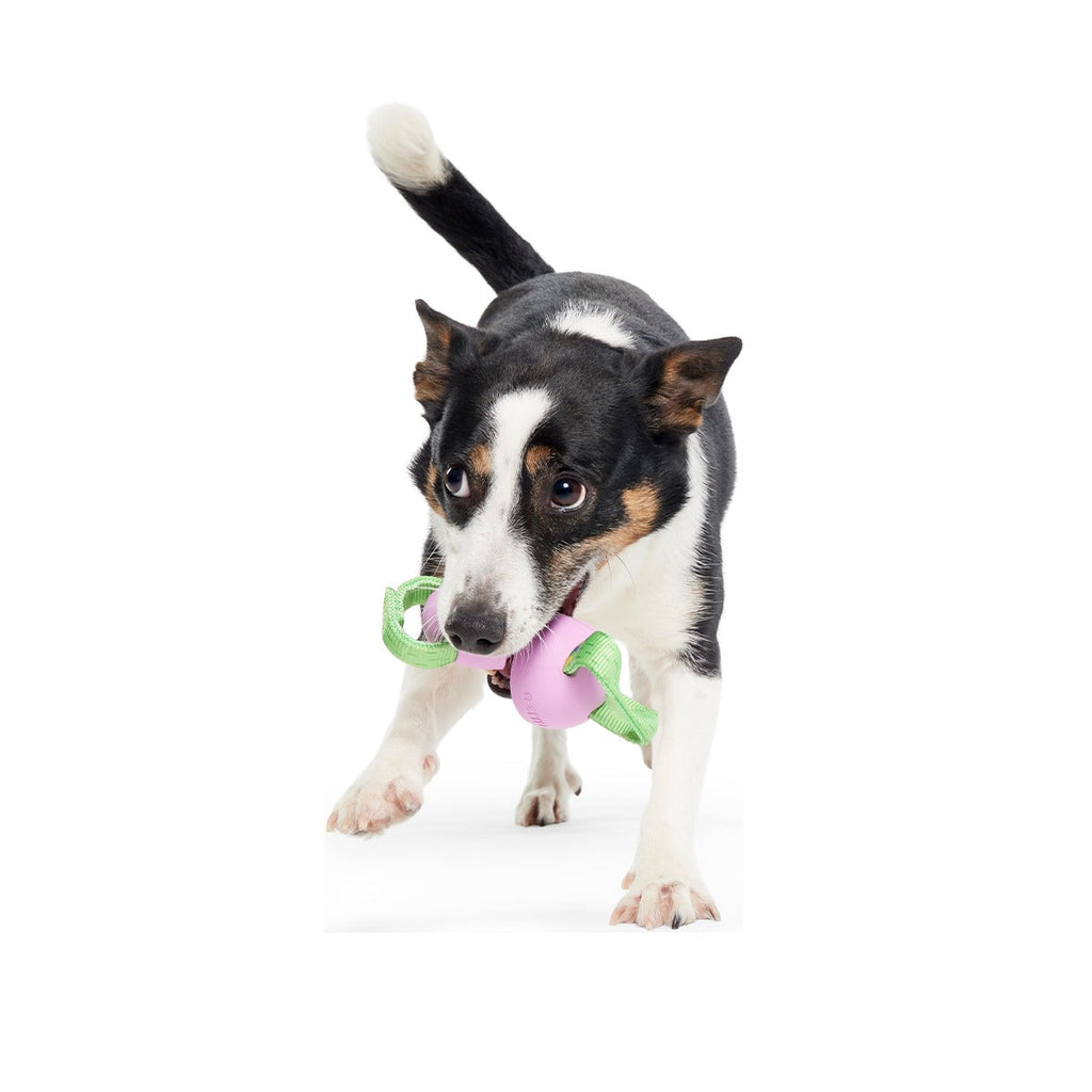 Egg-O-War Tug Super Chewer Durable Tug + Enrichment Dog Toy