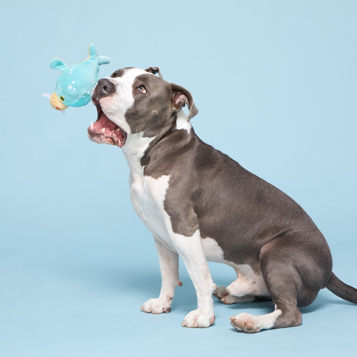 Blue Walrus Plush Tug + Fetch Dog Toy