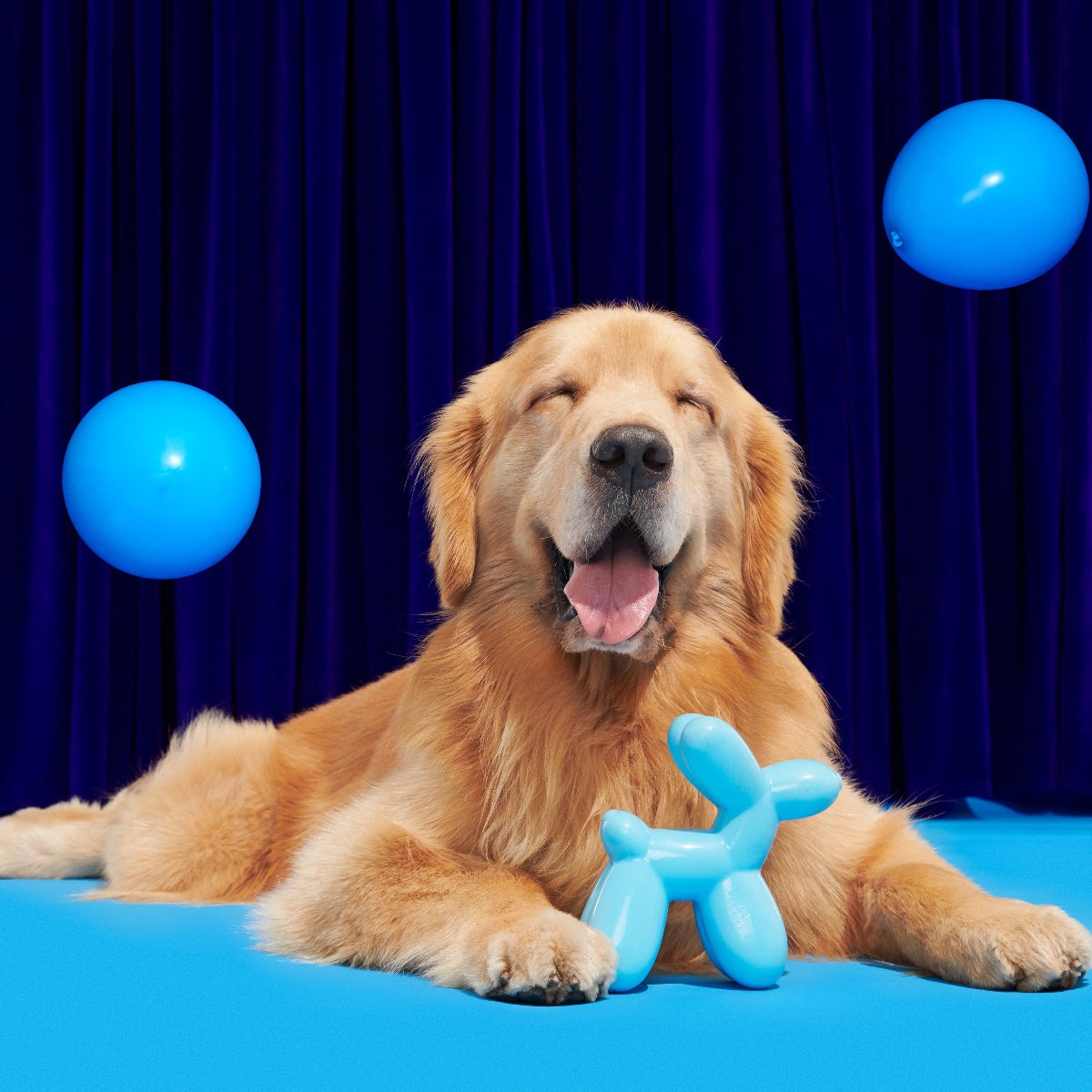 Bob the Balloon Super Chewer Durable Gnaw Dog Toy