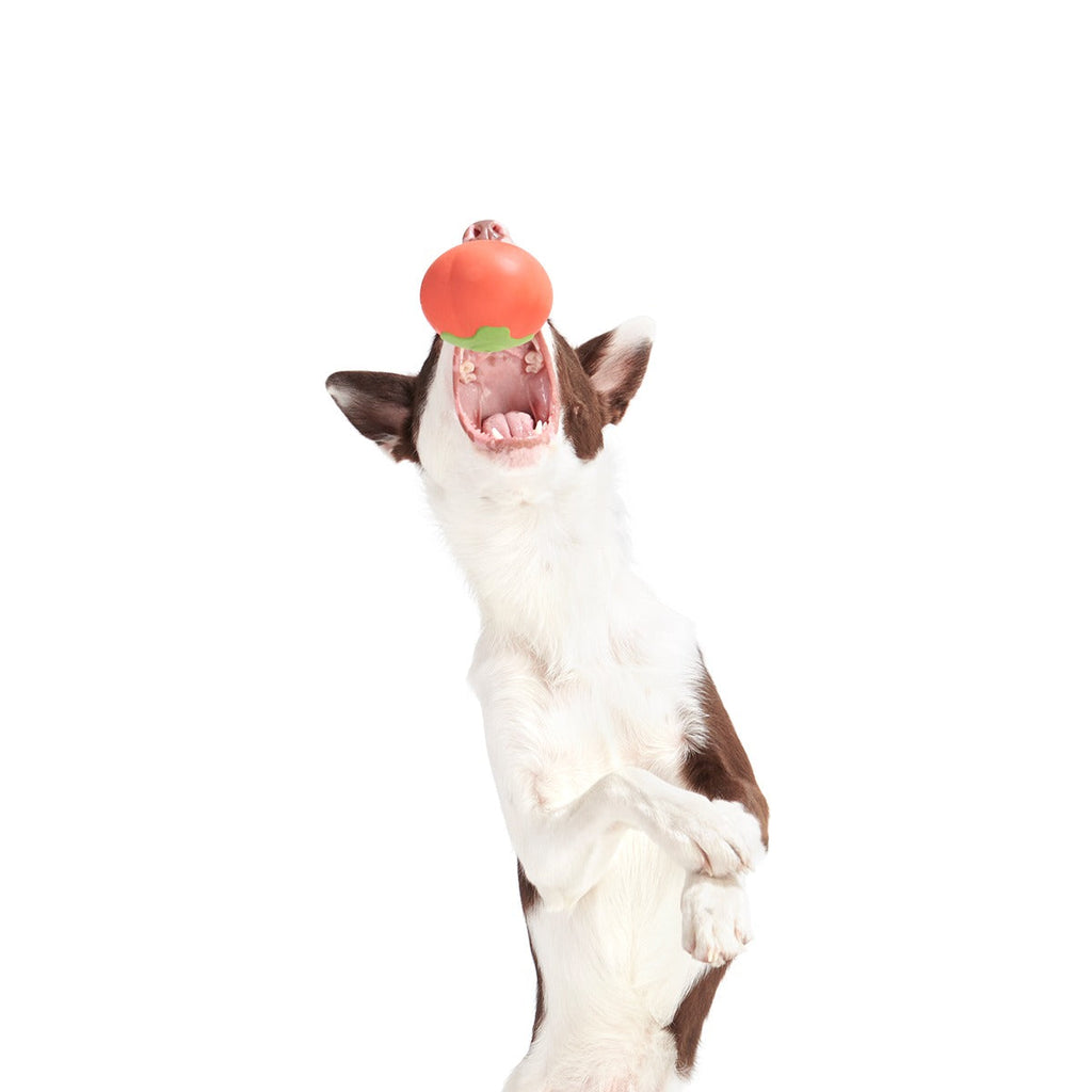 Tomato Tomutto Super Chewer Durable Fetch Dog Toy