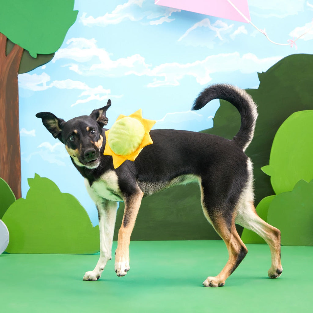 Sunny Boy Plush Fetch Dog Toy