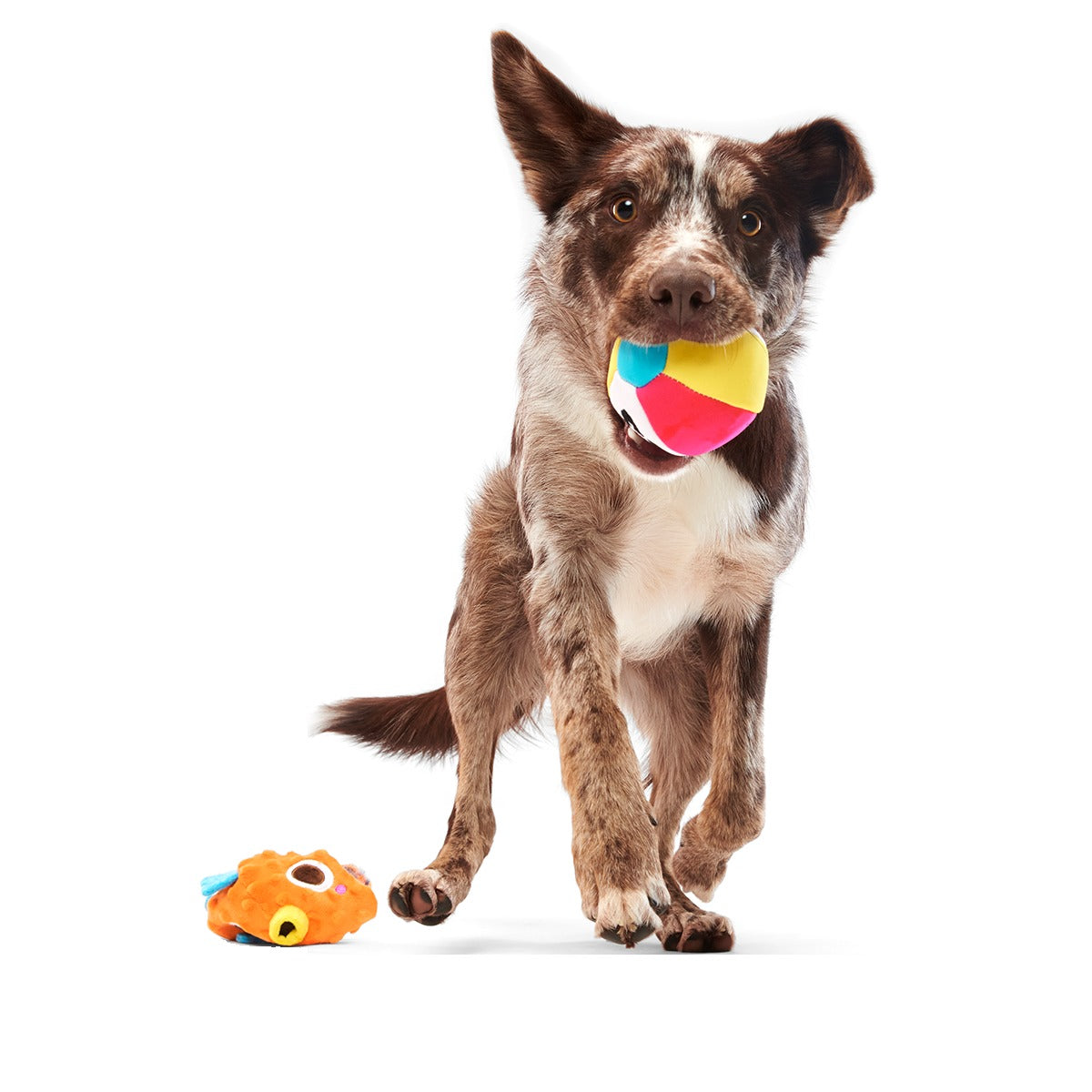 Air Head Plush 2-in-1 + Fetch Dog Toy