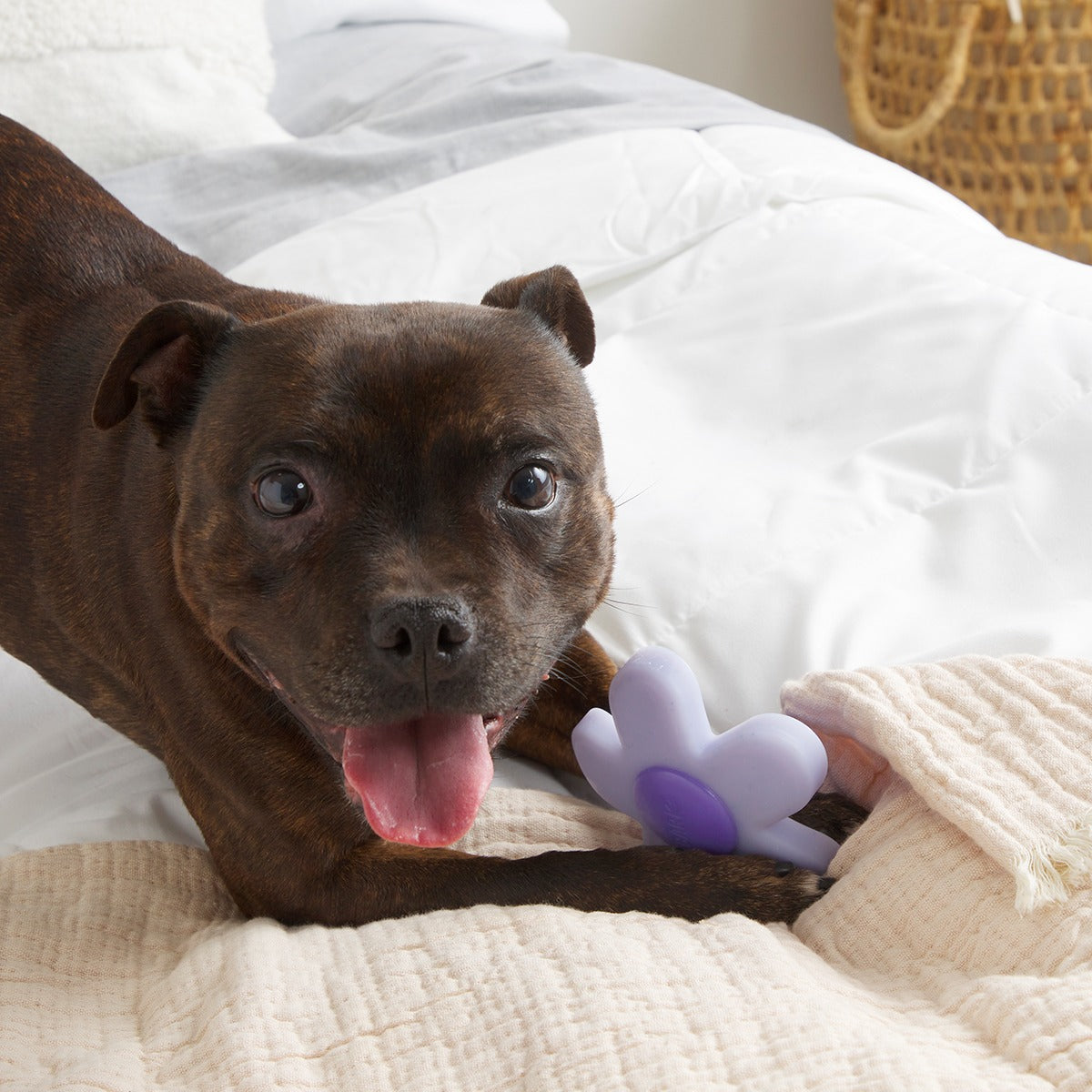 Power Flower Super Chewer Durable Gnaw Dog Toy