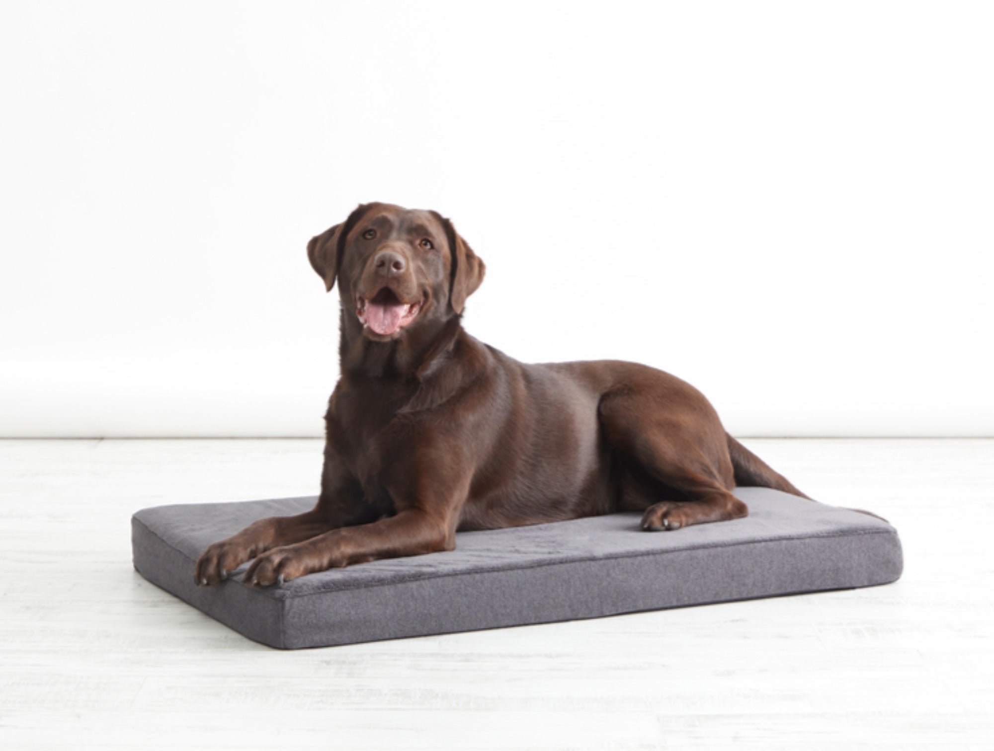 Platform Dog Bed