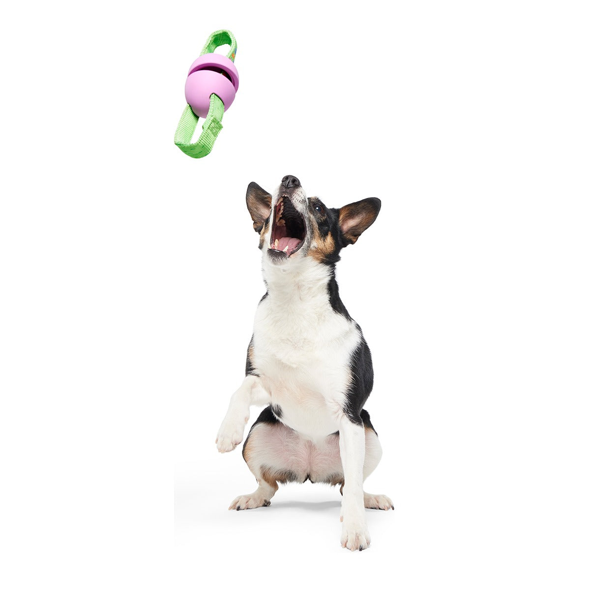 Egg-O-War Tug Super Chewer Durable Tug + Enrichment Dog Toy