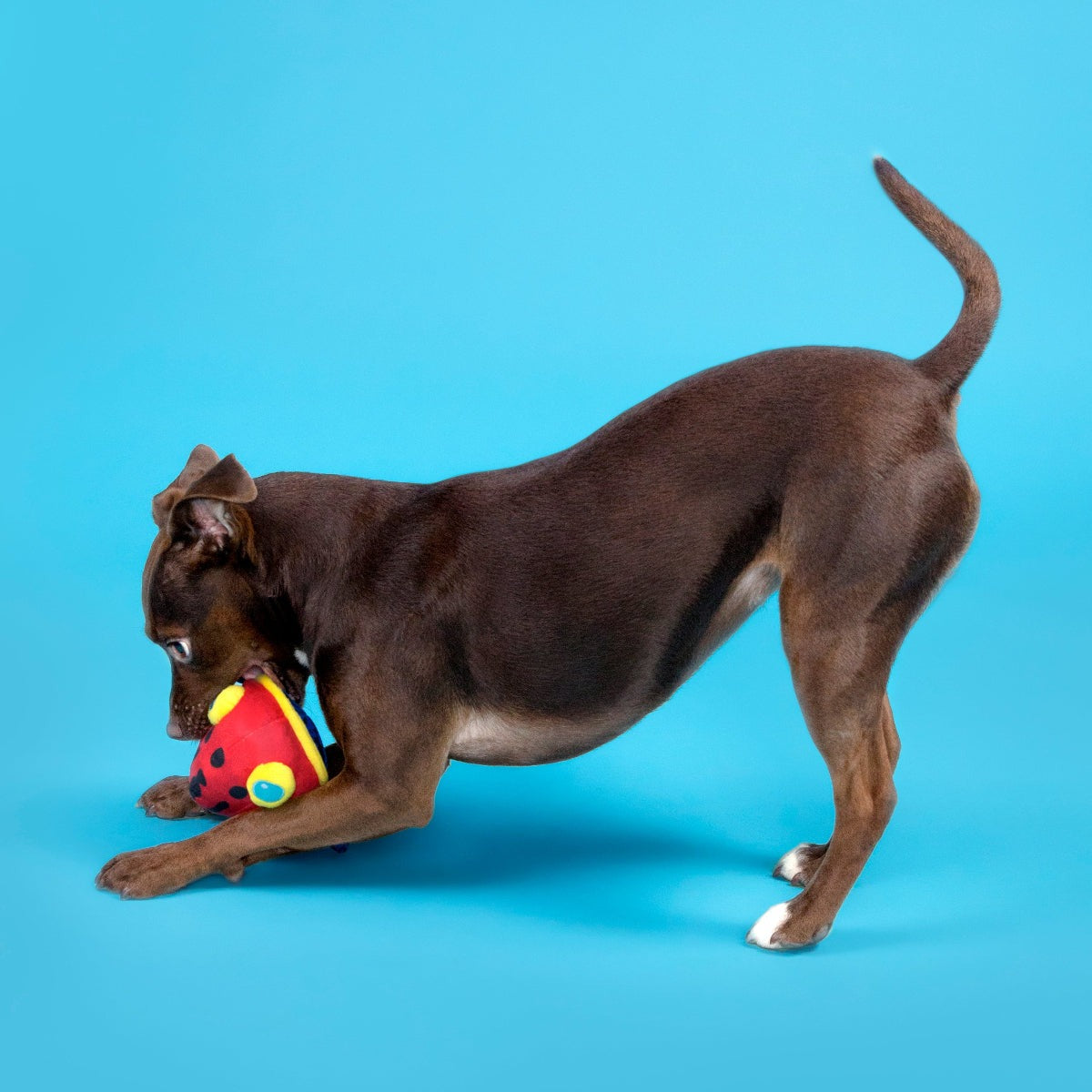 Freckles the Frog Plush 2-in-1 + Fetch Dog Toy