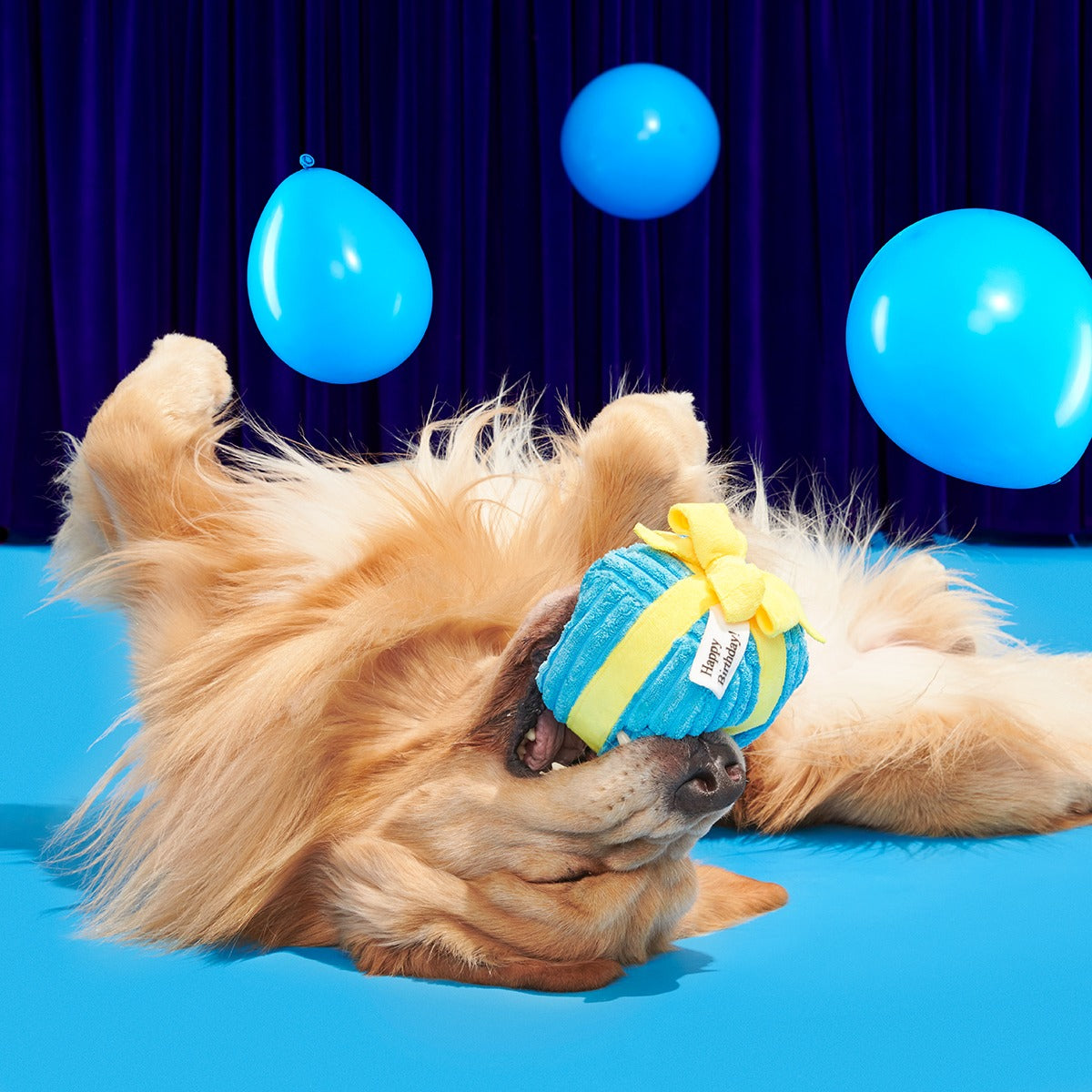 Throw A Party Present Plush 2-in-1 Dog Toy
