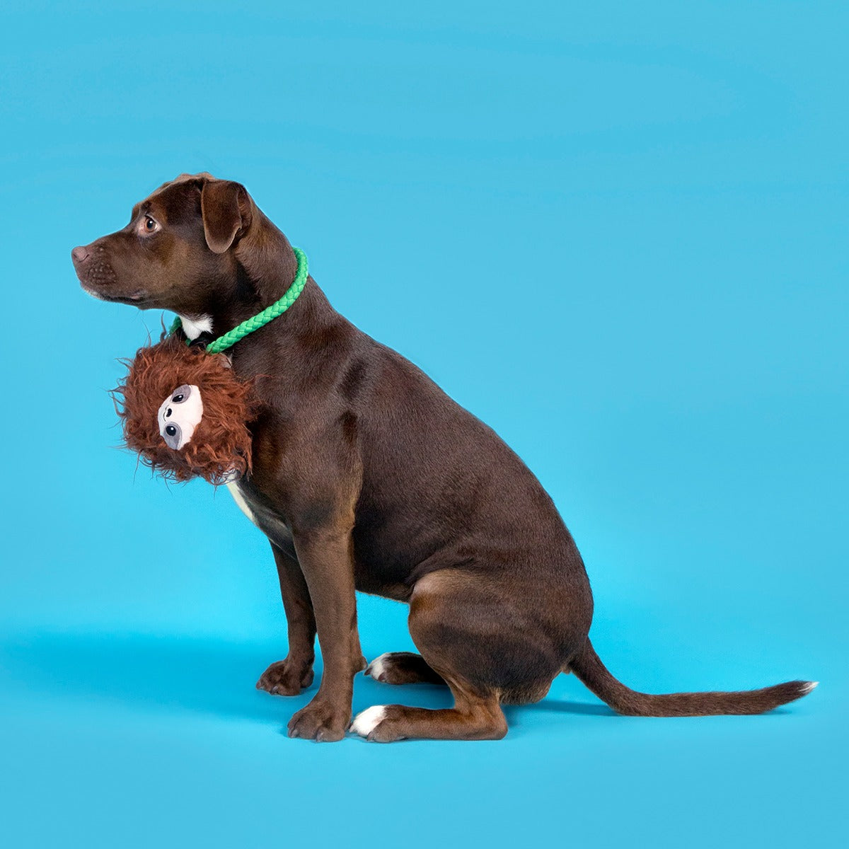 Slo-mo Beau Plush Tug Dog Toy