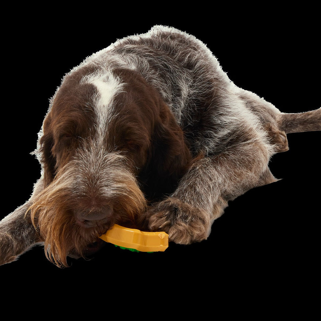 Hard-Baked Sugrrrr Cookie Super Chewer Durable Gnaw + Enrichment Dog Toy