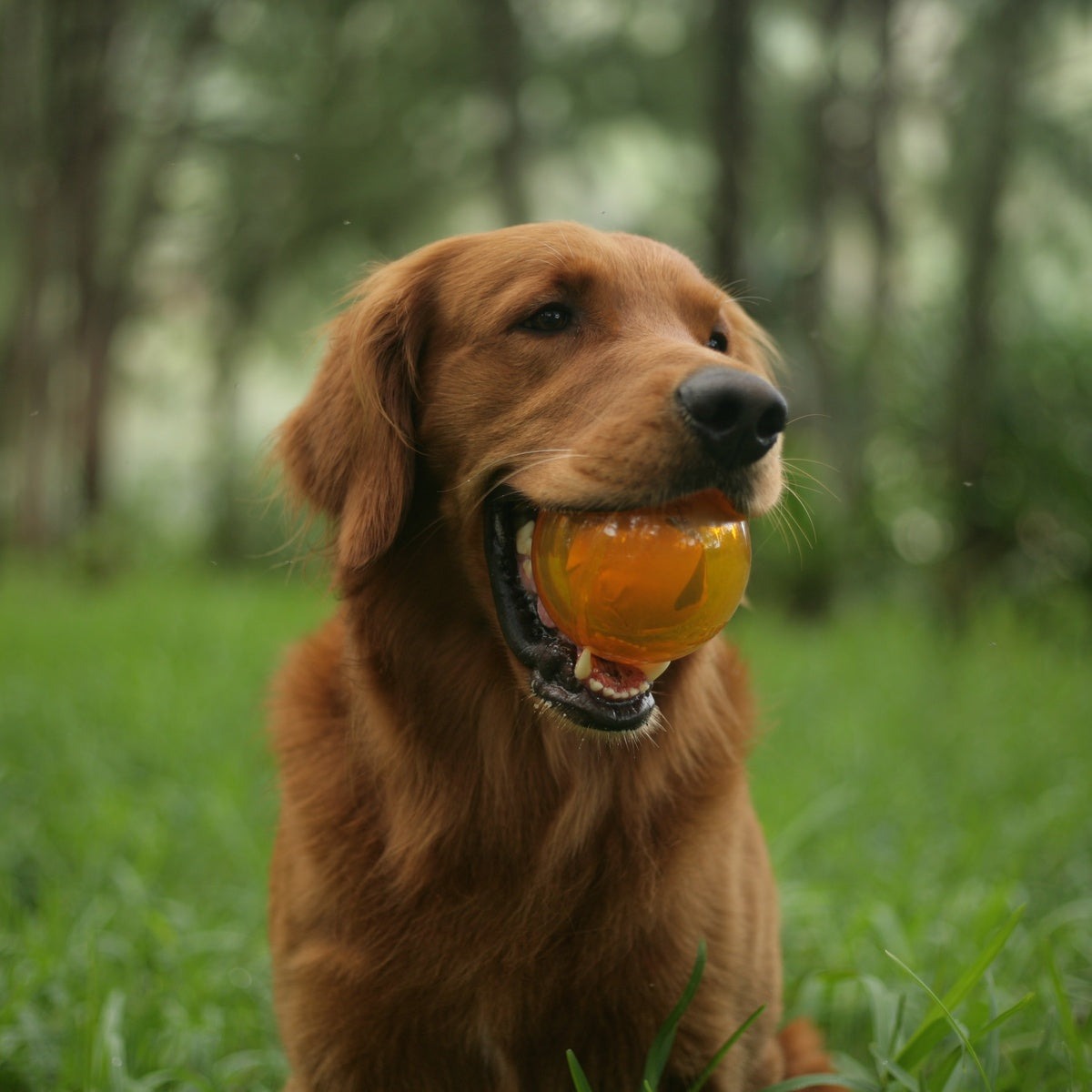 It's In My DNA Durable Super Chewer Fetch Dog Toy