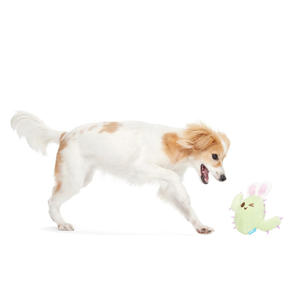 Consuela the Hoppy Cactus Plush 2-in-1 + Tug Dog Toy