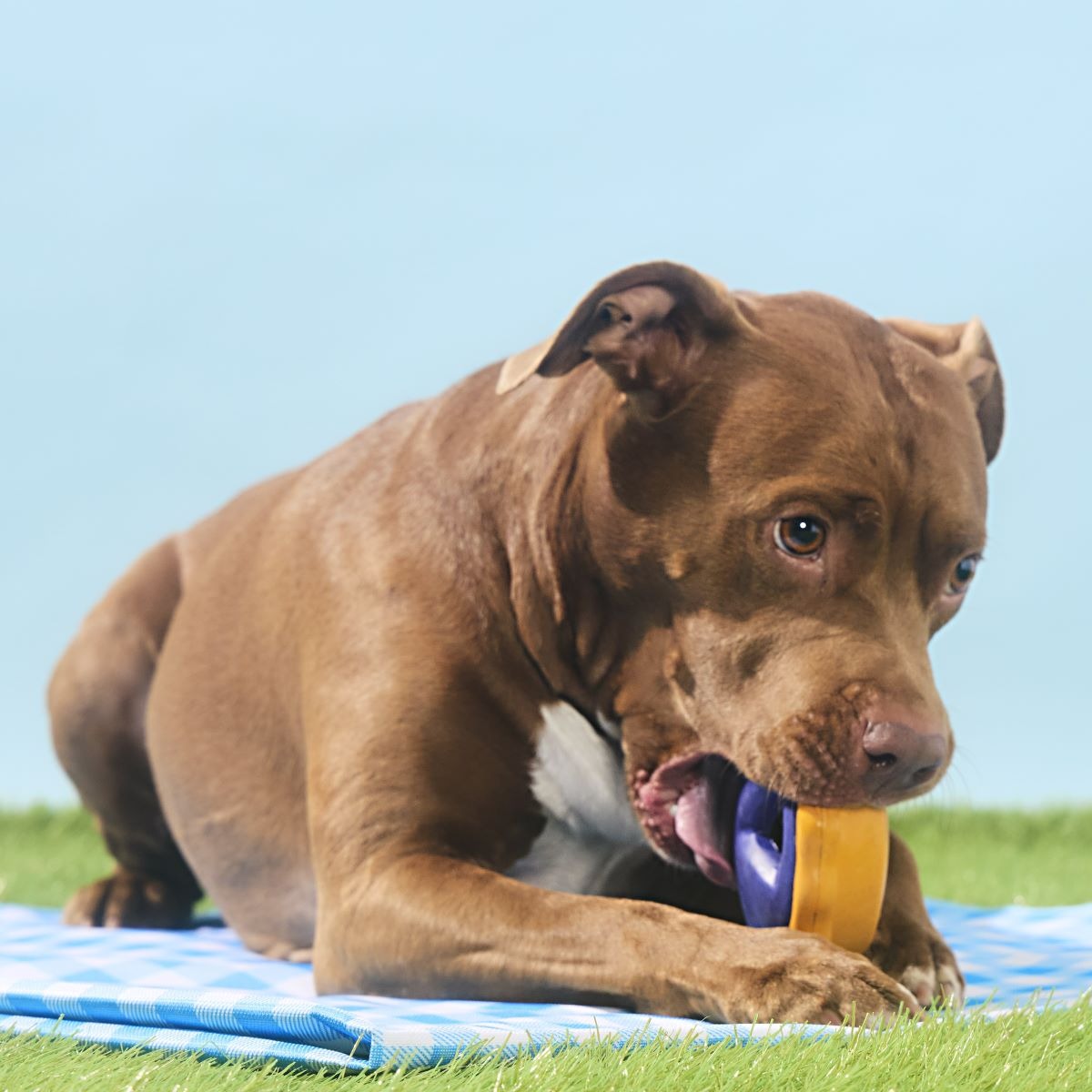 Blueberry Pie Super Chewer Durable Enrichment Dog Toy