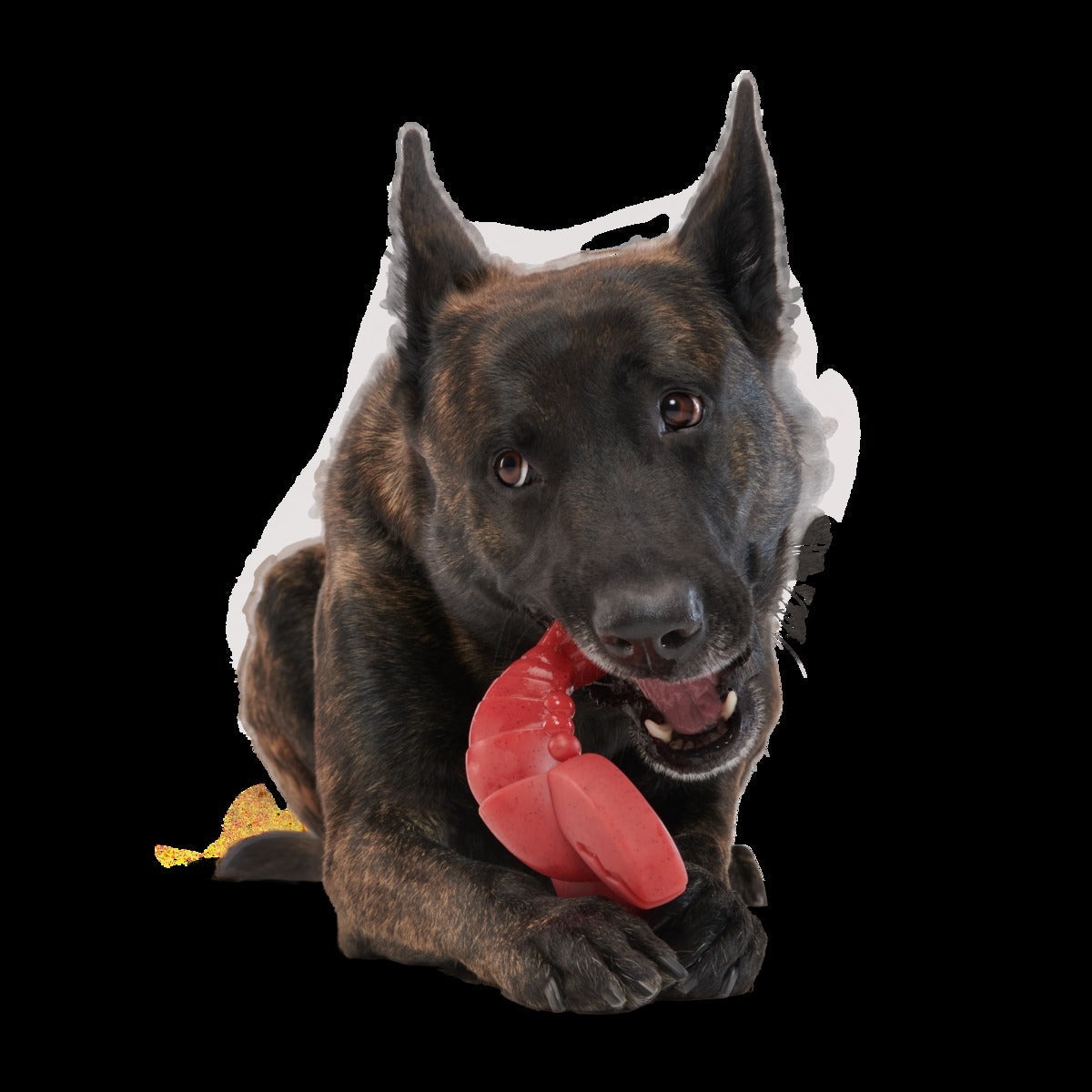 Gnawfish Super Chewer Durable Gnaw Dog Toy