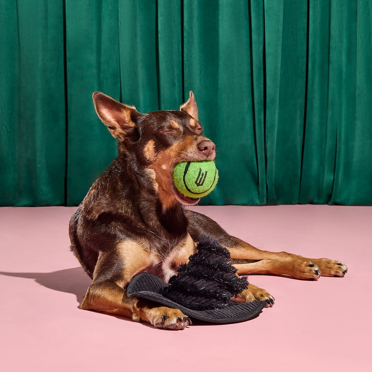 Elphaba's Ozdust Hat Plush 2-in-1 + Fetch Dog Toy