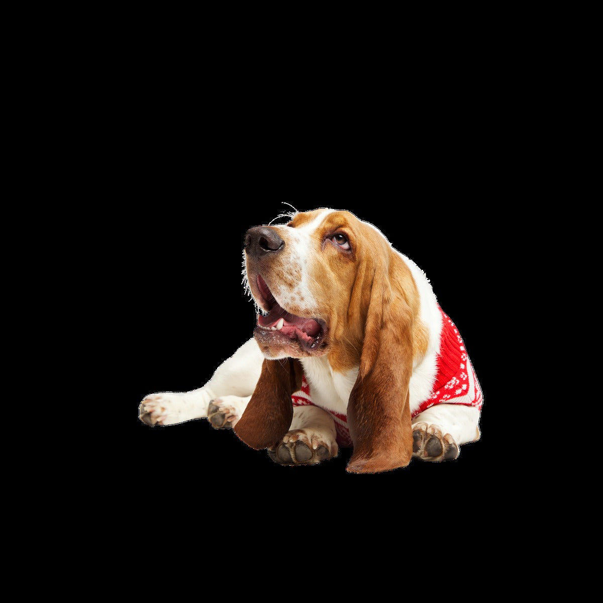 Holiday Sweater Wearable For Dogs