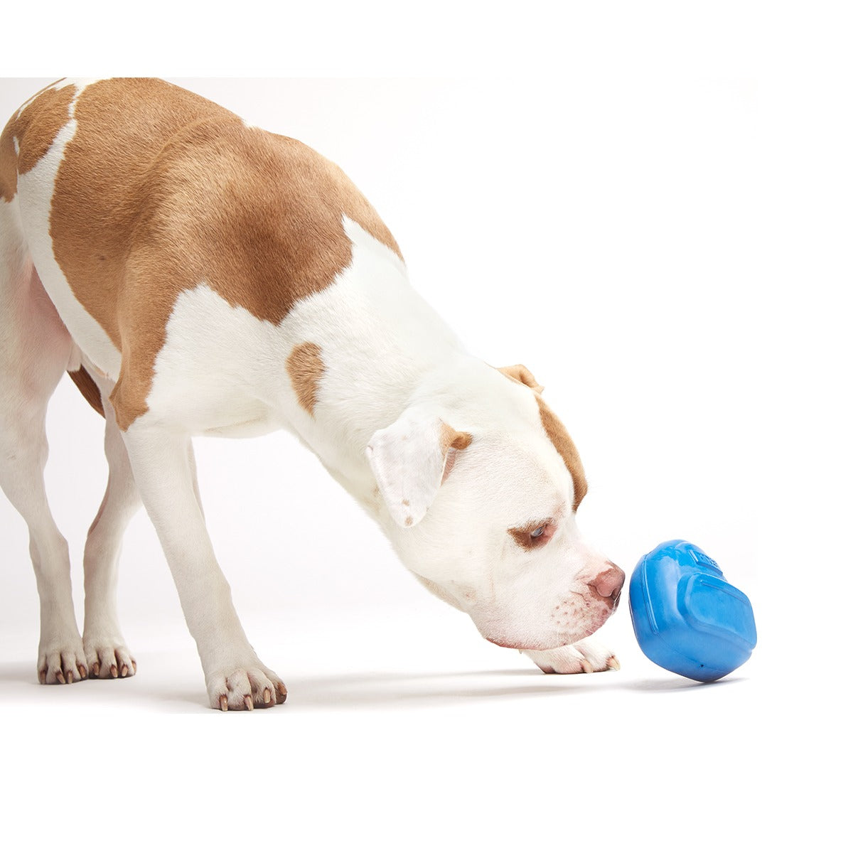 Knapsack Super Chewer Durable Enrichment Dog Toy
