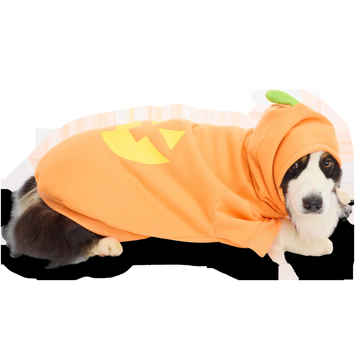 Jack O'Lantern Dog Hoodie