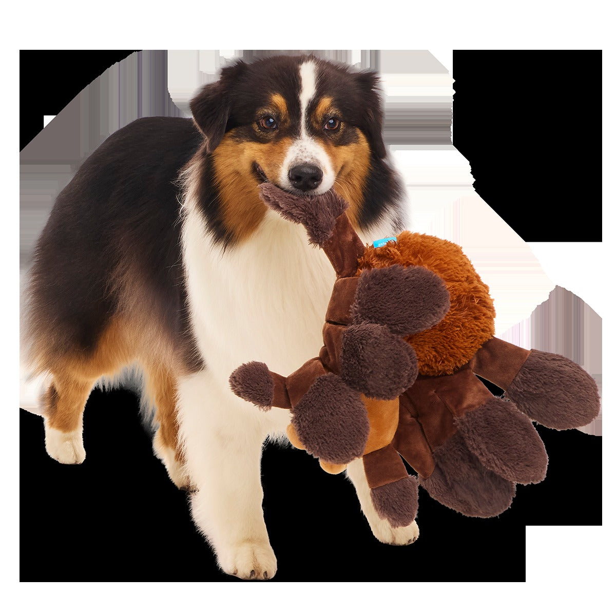 AragogTM Plush Extra-Large + Tug Dog Toy