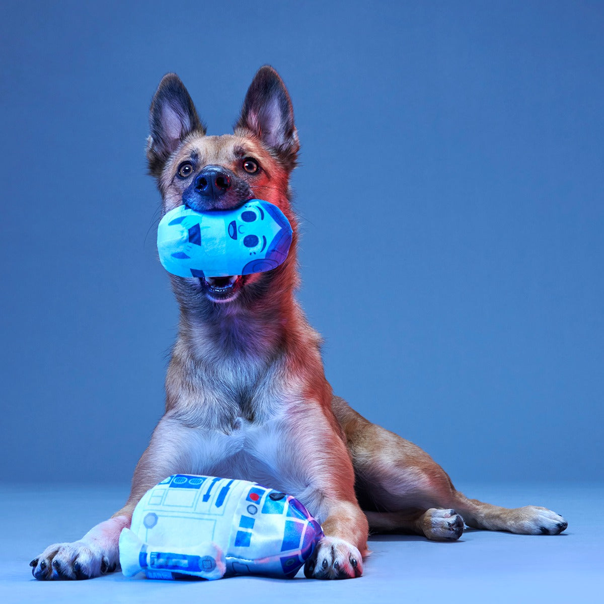 The Droid You're Looking For Plush 2-in-1 + Fetch Dog Toy