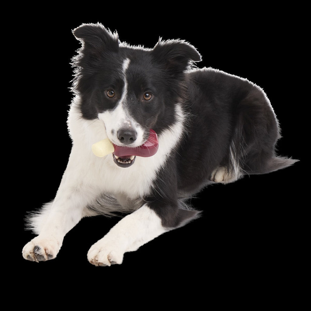 Porkchomp Super Chewer Durable Gnaw Dog Toy
