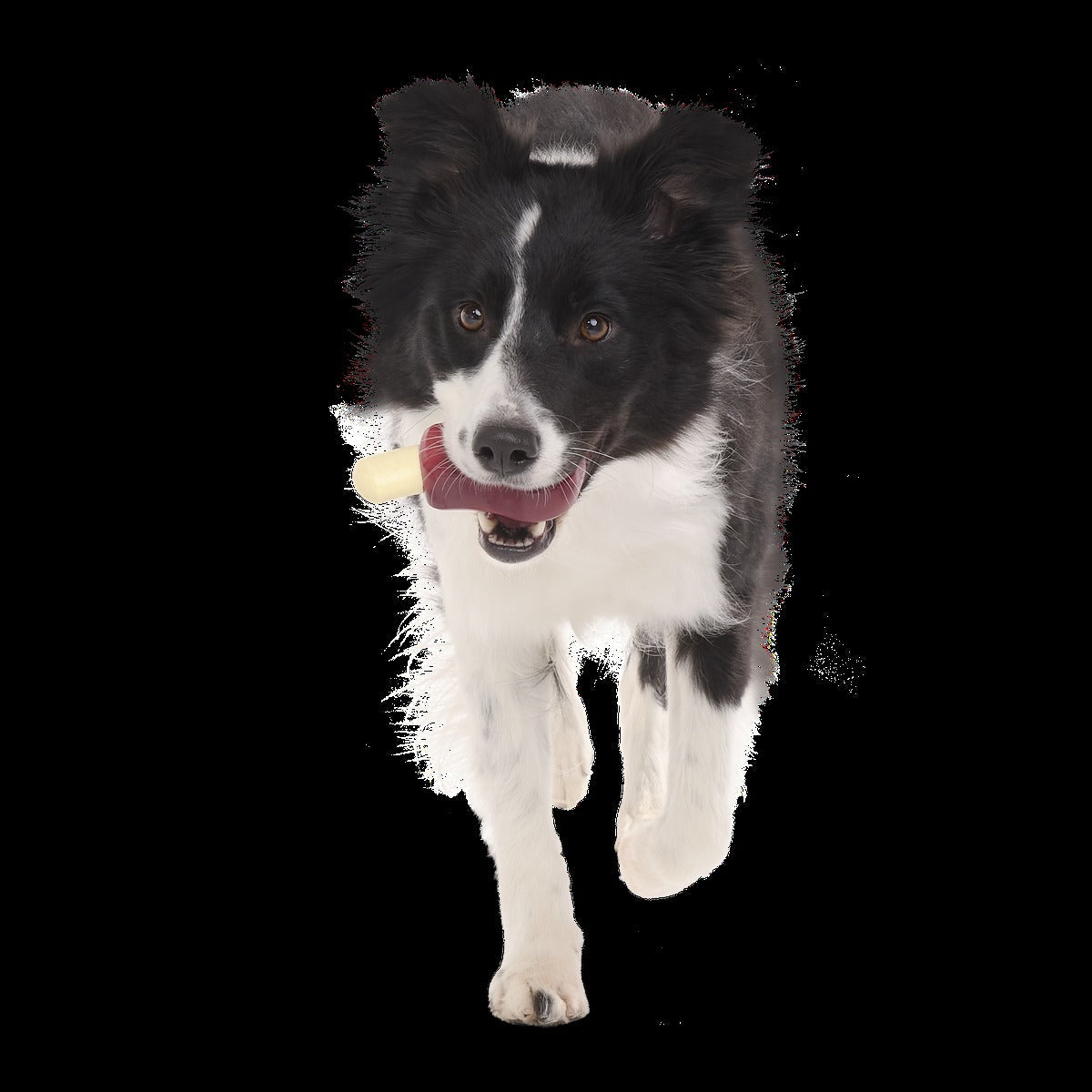 Porkchomp Super Chewer Durable Gnaw Dog Toy