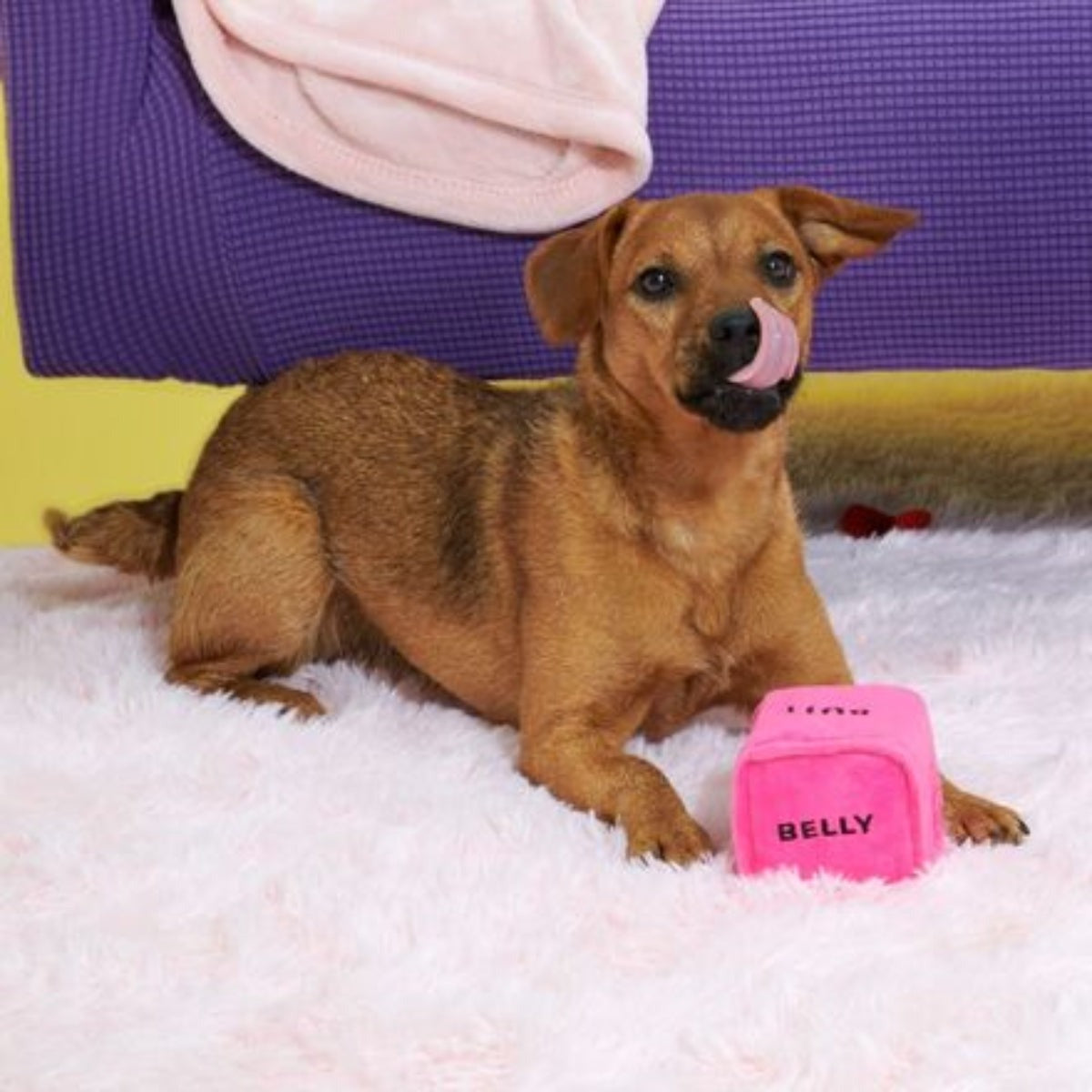 Gnawty Dog Dice Plush Multi-Part Dog Toy