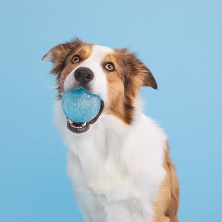 Chew Year's Ball Durable Super Chewer Fetch Dog Toy